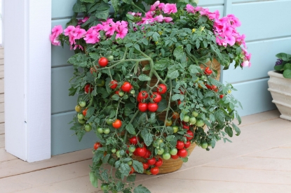 Picture of Tomato Tumbling Tom Red